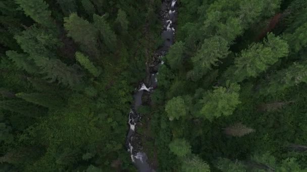 Mountain River Sköt Ovanifrån Drönaren Altai Cedar Forest — Stockvideo