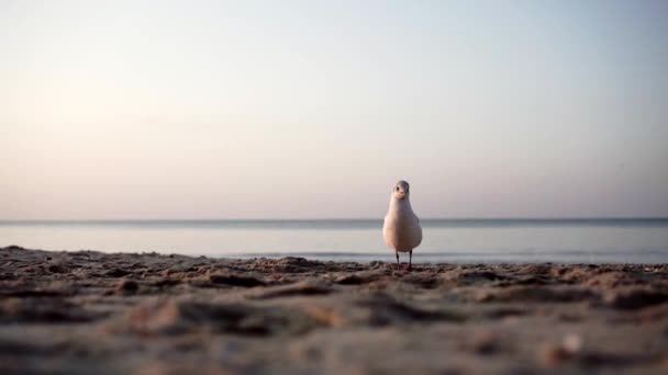 Bird Walks Beach Morning — Stock Video