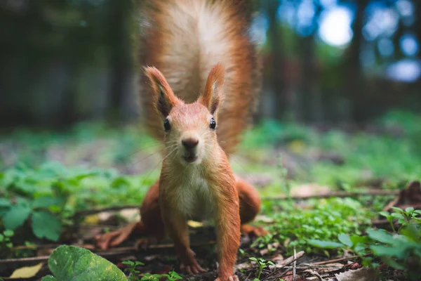 Squirrel looks in the camera in the forest