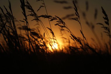 Sahada günbatımından çivilere kadar