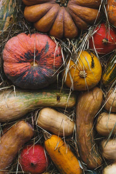 Bright autumn harvest of ripe pumpkins on the dried grass.