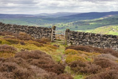 Batı Yorkshire'da İlkley ve Addingham arasındaki Dales High Way'de yürüyüş, Gamalı Haç Taşı ve İlkley Moor'u gösteriyor.. 