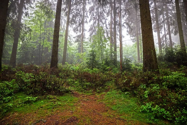 Bosques Montaña Con Clima Lluvioso Zona Hahnenklee Borough Ciudad Goslar — Foto de Stock