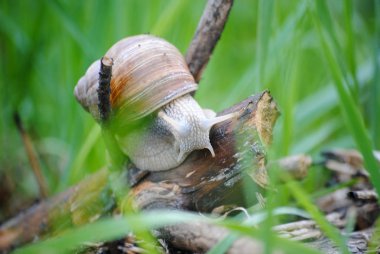bir ağaçta sürünen salyangoz. Rusya. Kolomna