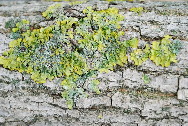 Muschio Verde Sulla Corteccia Albero — Foto Stock