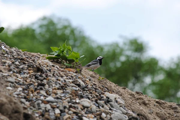 Pájaro Arena Piedras — Foto de Stock