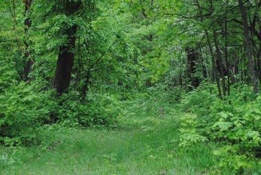 Yaz ormandaki ağaçlar