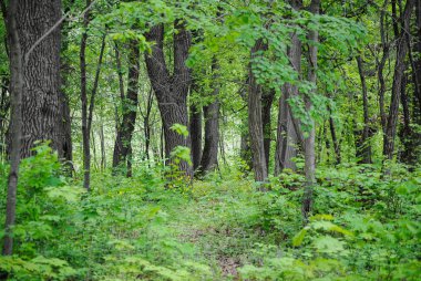 Yaz ormandaki ağaçlar