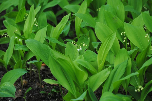 Lys Vallée Dans Forêt — Photo