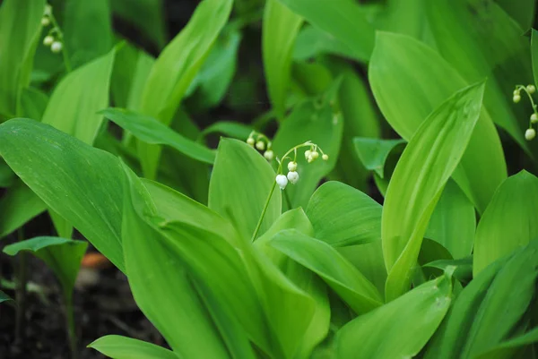 Lys Vallée Dans Forêt — Photo