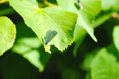 İlkbaharda bir ağacın yaprağında kelebek