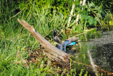 kıyıda bir ağaç dalı üzerinde kuş