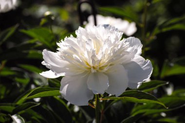 Bahçede açan beyaz şakayık