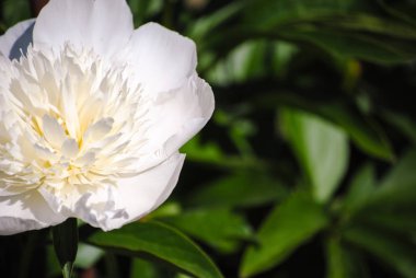 Bahçede açan beyaz şakayık