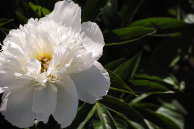 Bahçede açan beyaz şakayık
