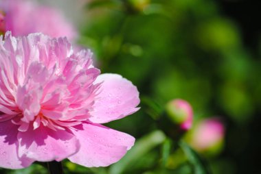 Yaz bahçesinde çiçek açan şakayık. Rusya