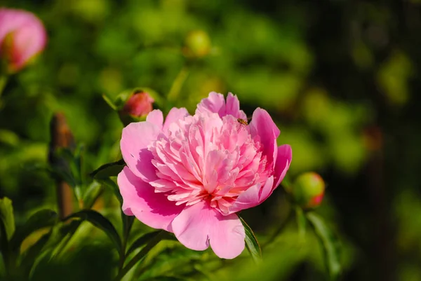 夏の庭に咲く芋 ロシア — ストック写真