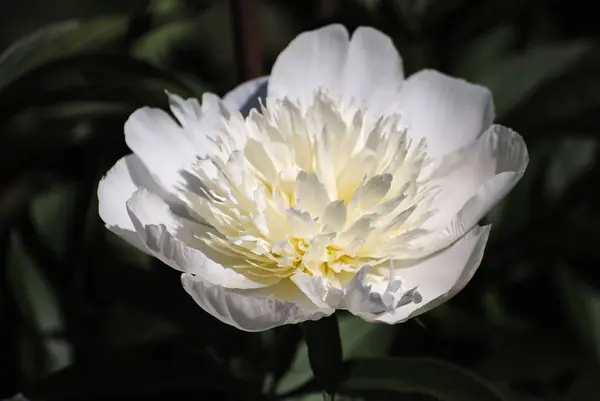 Kwitnący Biały Piwonia Ogrodzie — Zdjęcie stockowe