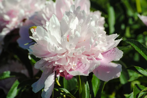 夏の庭で花のクローズアップ — ストック写真