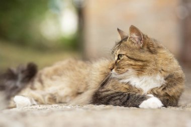 kapıeşiğinde bahçesinde yatan güzel bir kedi portresi, açık havada yürüyen bir evcil hayvan