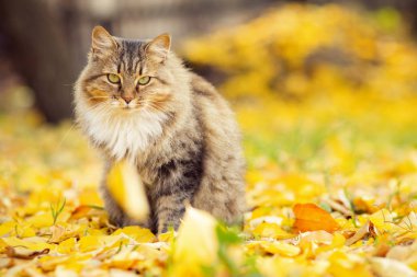 düşmüş sarı yeşillik üzerinde yatan kabarık bir Sibirya kedisi portresi, sonbaharda doğada yürüyen evcil hayvan
