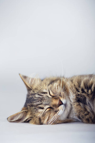 cat sleeping on a gray studio background