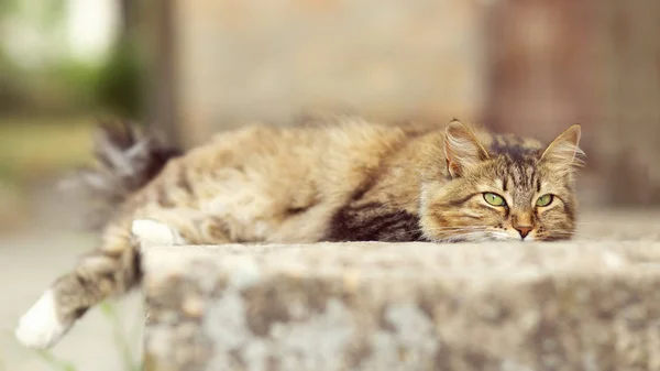 Portrait of a cat lying in the yard, a domestic pet walking outd — Stock Photo, Image