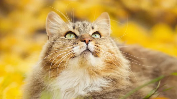 Ritratto di un gatto siberiano sdraiato sul fogliame giallo caduto alzando lo sguardo, animale domestico che cammina sulla natura in autunno — Foto Stock