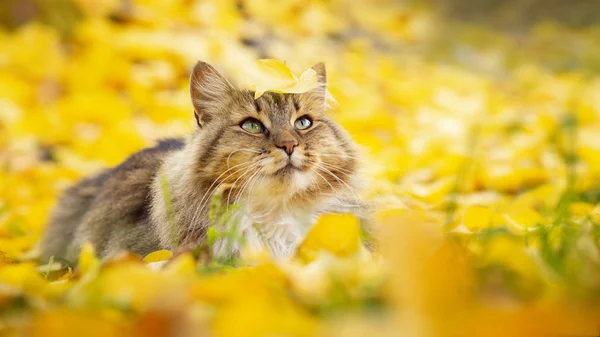 Retrato de um belo gato fofo deitado na folhagem amarela caída, animal de estimação andando na natureza no outono — Fotografia de Stock