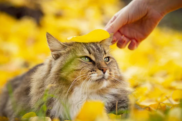 Porträt einer Katze, die auf dem gefallenen Laub liegt, ein Haustier, das im Herbst in der Natur spaziert — Stockfoto