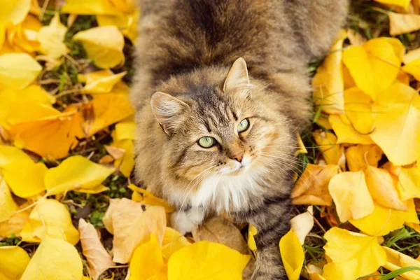 Retrato de un gato siberiano acostado sobre el follaje amarillo caído, mascota caminando sobre la naturaleza en el otoño — Foto de Stock