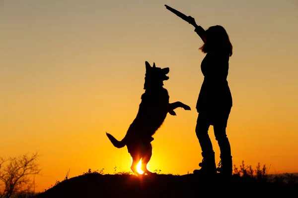 Silhueta mulher brincando com cão no campo, pet jumping para pau de madeira na mão da menina na natureza — Fotografia de Stock