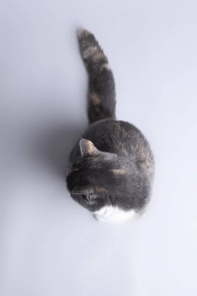 tricolor cat on gray studio background view from above, pet offended, concept animals
