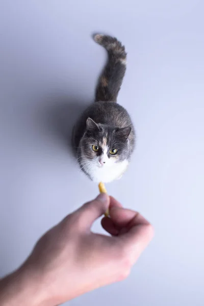 Schöne Katze betrachtet das Futter in der Hand des Besitzers auf grauem Hintergrund von oben, das Haustier wartet auf das Mittagessen, Konzepttiere — Stockfoto