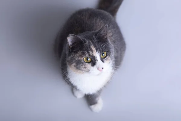 Gato bonito no estúdio cinza vista superior de fundo, favorito olhando para cima, animais conceito — Fotografia de Stock