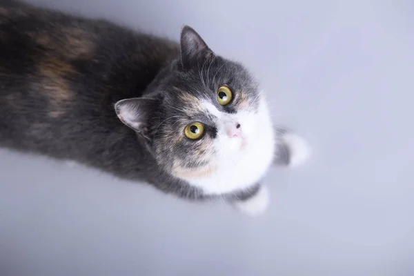 Belo gato tricolor no estúdio cinza vista superior de fundo, favorito olhando para cima, animais conceito — Fotografia de Stock