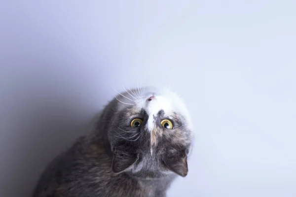 Belo gato tricolor no estúdio cinza vista superior de fundo, favorito olhando para cima, animais conceito — Fotografia de Stock