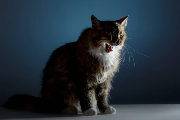 Hermoso gato esponjoso bosteza contra un fondo de estudio en contraste iluminación, concepto de mascotas, animales, Siberian pedigreed cat — Foto de Stock