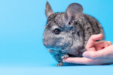 cute gray chinchilla on blue colored studio background put foot on female finger, girl trying to make friends with a rodent, lovely pets concept