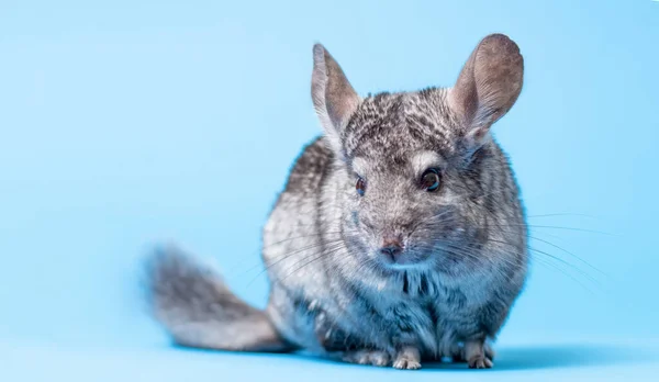 cute gray chinchilla sitting on blue colored studio background, lovely pets concept, purebred fluffy rodent, animal behavior