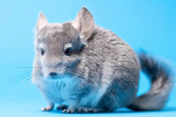 Roztomilý Šedý Chinchilla Sedí Modrém Barevném Pozadí Studia Krásné Domácí — Stock fotografie