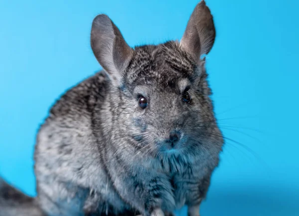 Roztomilý Šedý Chinchilla Sedí Modrém Barevném Pozadí Studia Krásné Domácí — Stock fotografie