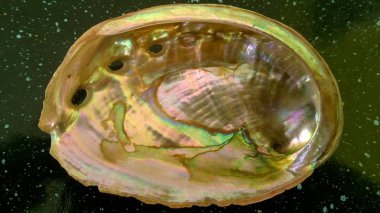 çok renkli kabuk zırh, renkli dokulu malzeme