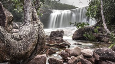 nadir bir form ağacı ile ormanda gizli şelale