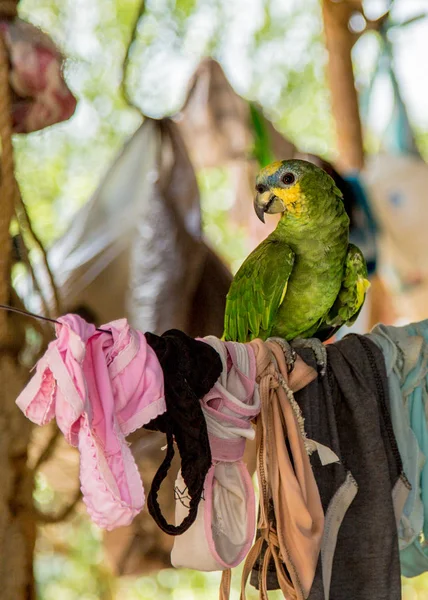 venezüella sadece külot papağan