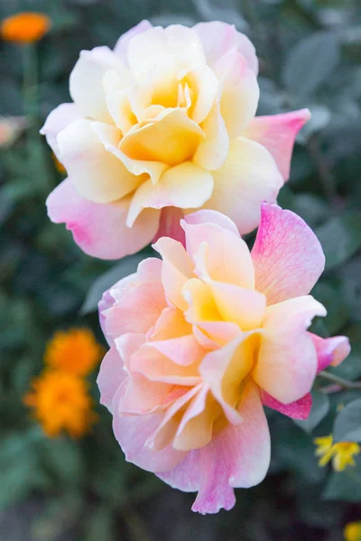 güzel çiçekler beyaz ve mor