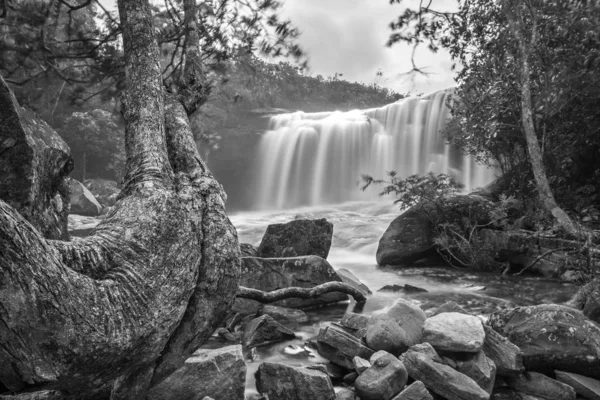 nadir bir form ağacı ile ormanda gizli şelale