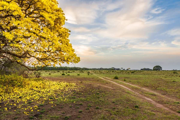 Venezuela National Tree Yellow Color Called Araguaney — Stock Photo, Image