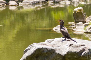 Sudaki büyük mavi balıkçıl