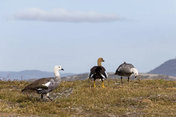 yiyecek arayan çim kuşlar